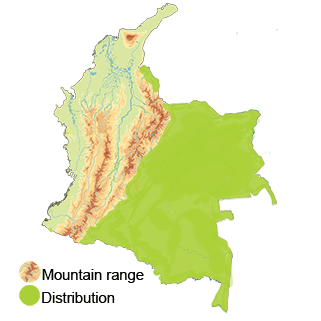 distribution of the Gray-fronted dove