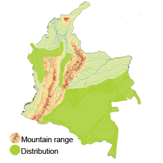 distribution of the Harpy Eagle