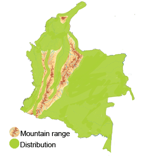 distribution of the hook-billed kite