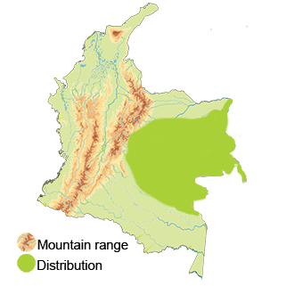 least nighthawk distribution in Colombia