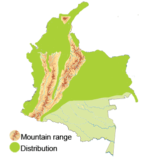 distribution of the lesser nighthawk