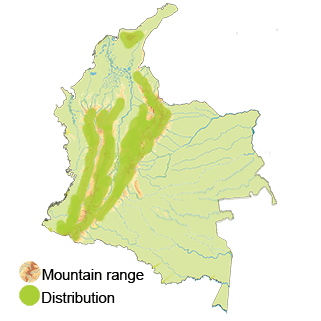 Distribution of the Lesser Violetear