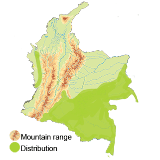 Distribution of the long-tailed potoo 