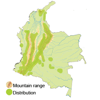 distribution of the oilbird