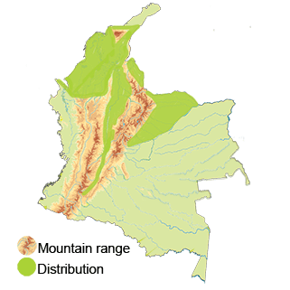 Pale-bellied Hermit Distribution in Colombia