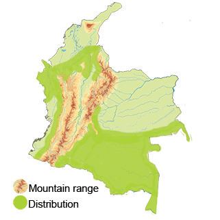 distribution map of the Plumbeous Pigeon