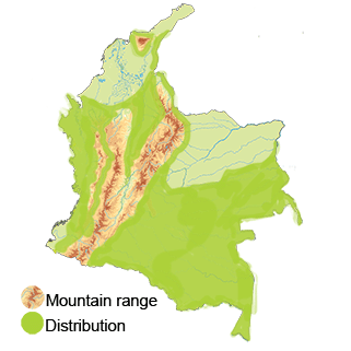 distribution of the Ruddy Quail-dove