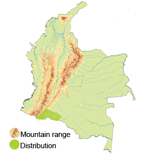 Distribution of the Saphire Quail-dove