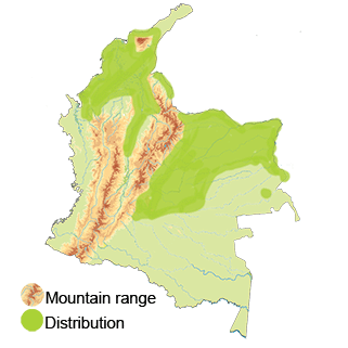 distribution of the scaled dove