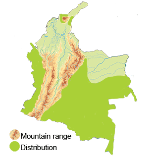 distribution of the short-tailed nighthawk