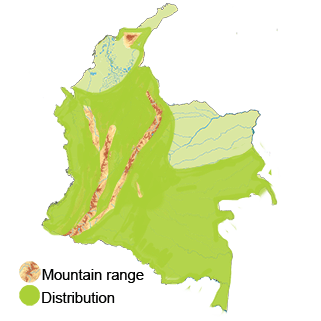 distribution of the swallow tailed kite