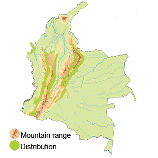 distribution of the Western tawny-bellied Hermit