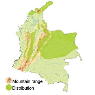 distribution of the white-tailed nightjar