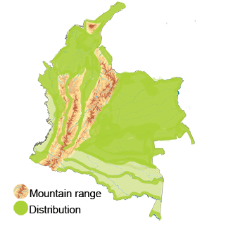 distribution of the White-tipped Dove