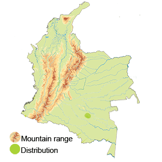 Distribution of the White-winged potoo