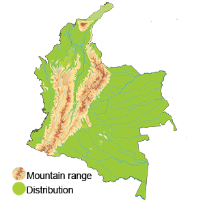 distribution of muscovy duck in Colombia, South America