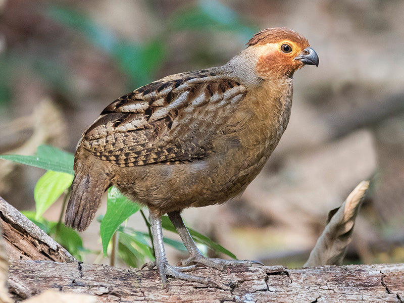 Marbled Wood-quail, Odontophorus gujanensis, Perdiz Corcovada