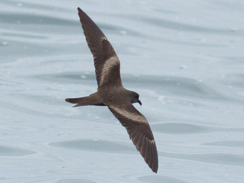 Markham’s Storm-petrel, Hydrobates markhami, Paiño de Markham