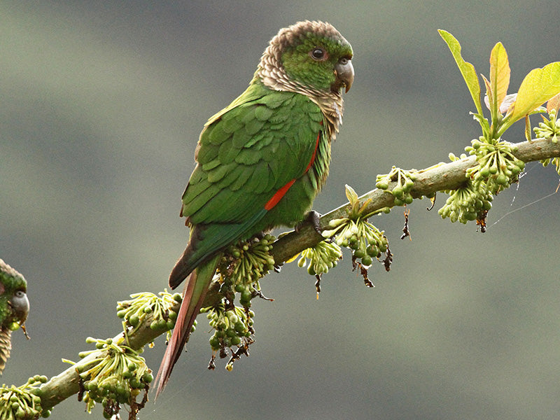 Marron-tailed Parakeet, Pyrrhura melanura, Periquito Colirrojo