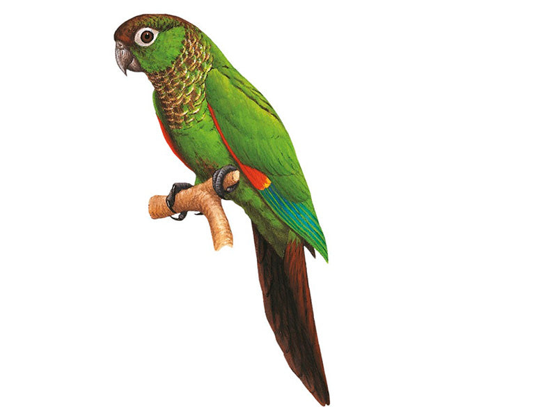 Maroon-tailed Parakeet,Pyrrhura (melanura) melanura, Periquito Colirrojo