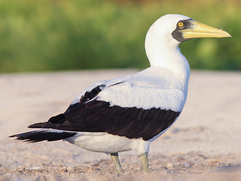 Masked Booby, Sula dactylatra, Piquero Enmascarado.