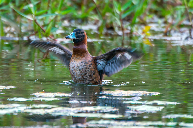 masked duck, Nomonyx dominicus