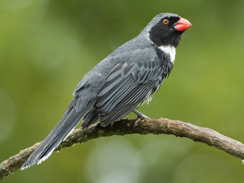 Masked Saltator, Saltator cinctus, Saltador Chusquero