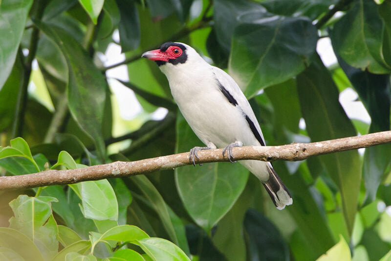 titer, masked titer, passeriformes, tityridae