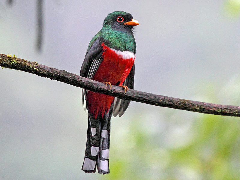 Masked Trogon, Trogon personatus personatus