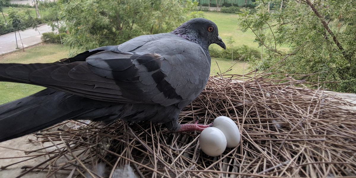 Nesting Behaviors – Birds of Colombia