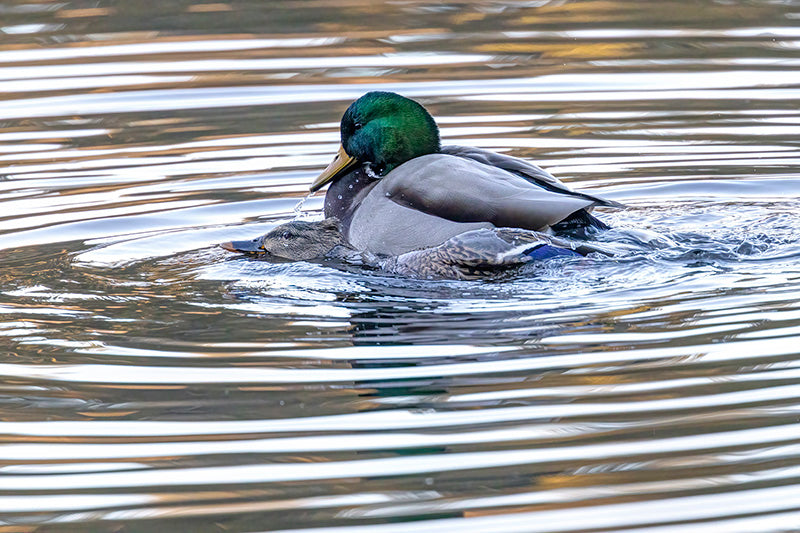 Monogamy and Mating Rituals, Monogamia y Rituales de apareamiento