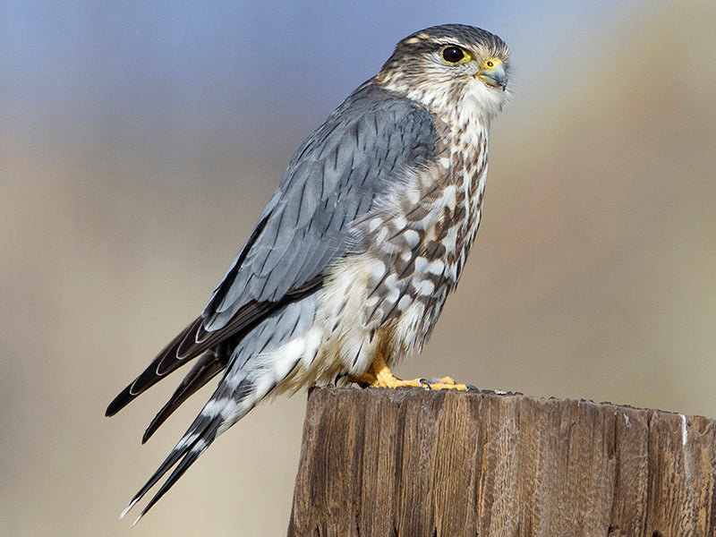 Merlin, Falco columbarius, Esmerejón