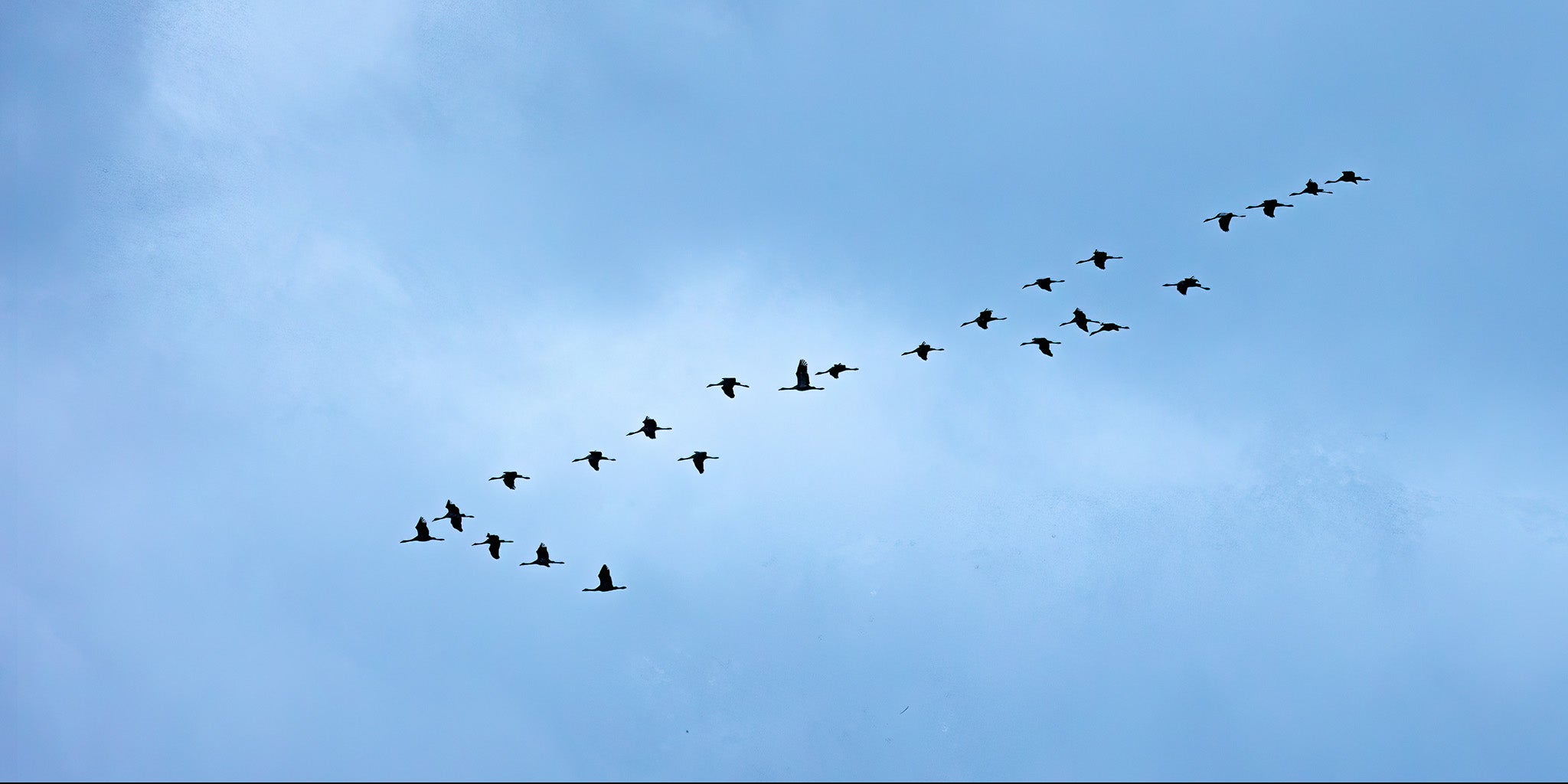 Migratory Navigation, excelente navegación migratoria de los pájaros