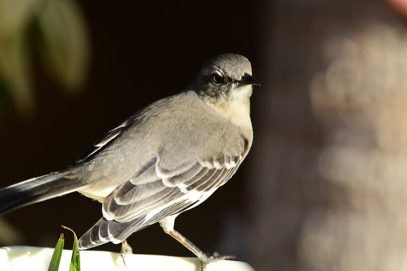 mockingbird, passeriforme, mimidae