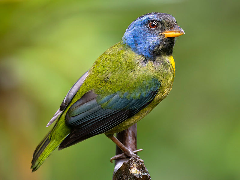 Moss-backed Tanager, Bangsia eddwardsi, Tangará Cariazul