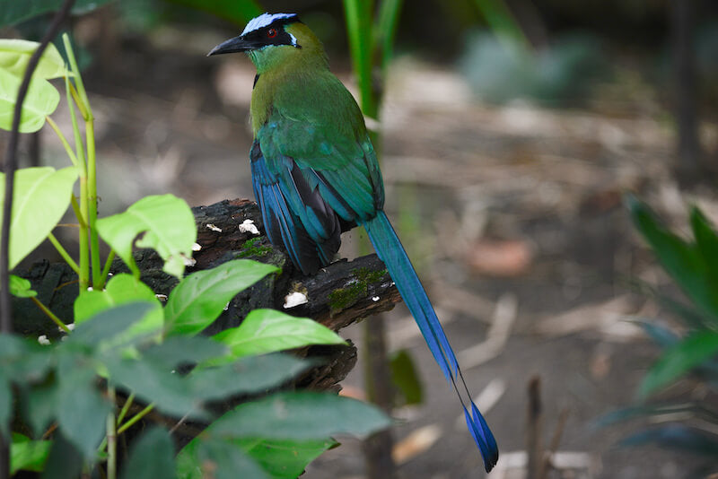 motmot, coraciiformes, momotidae