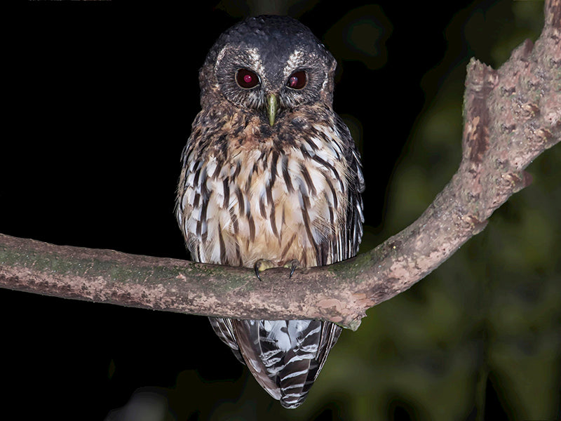 Mottled Owl, Ciccaba virgata, Búho Moteado