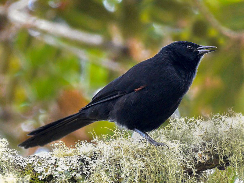 Mountain Grackle, Macroagelaius subalaris, Tordo Montañero