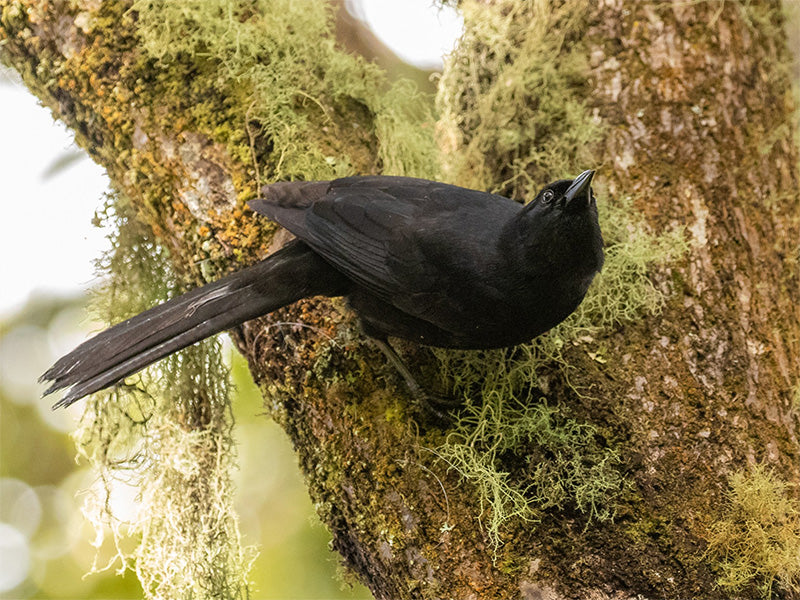 Mountain Grackle, Macroagelaius subalaris, Tordo Montañero