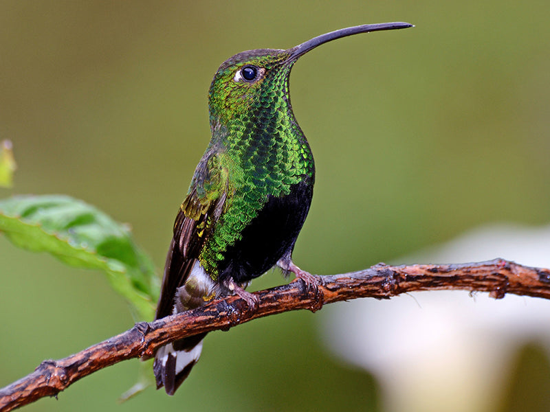 Mountain Velvetbreast, Lafresnaya lafresnayi, Colibrí Aterciopelado