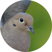 Mourning dove, Torcaza Plañidera, Zenaida macroura