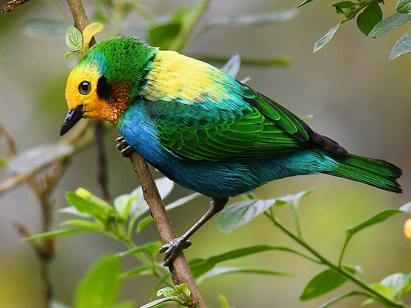 Multicolored Tanager, Chlorochrysa nitidissima, Tángara Multicolor