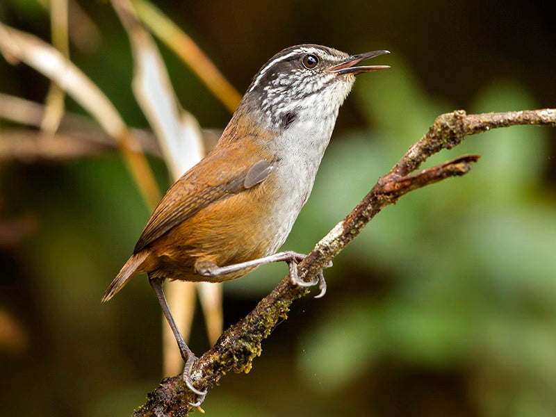 Munchique Wood-wren, Troglodytidae, Henicorhina negreti, Cucarachero de Munchiqu