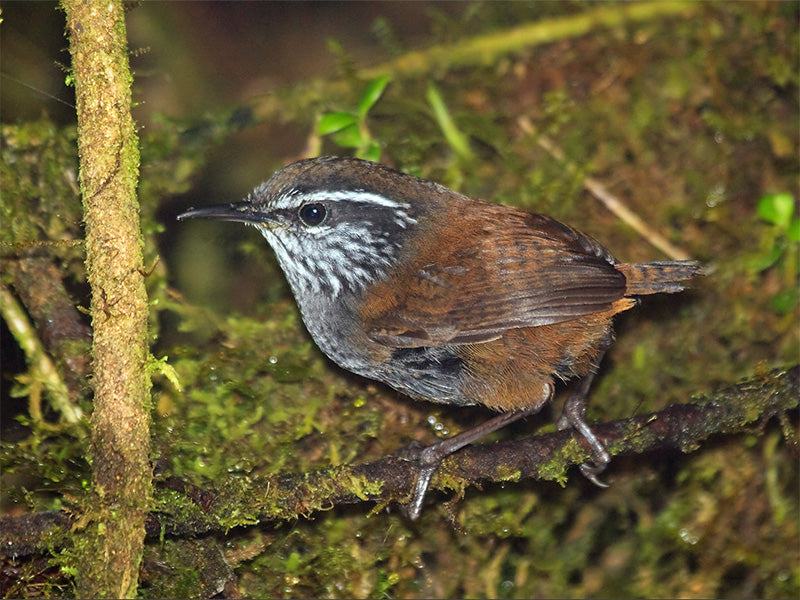 Munchique Wood-wren, Henicorhina negreti, Cucarachero de Munchique