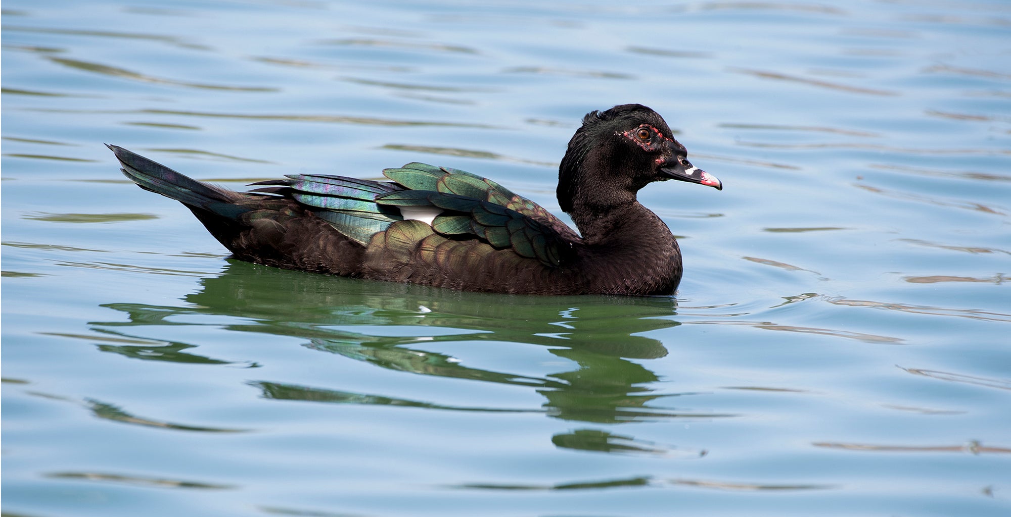 muscovy duck, Cairina moschata, Pato Real