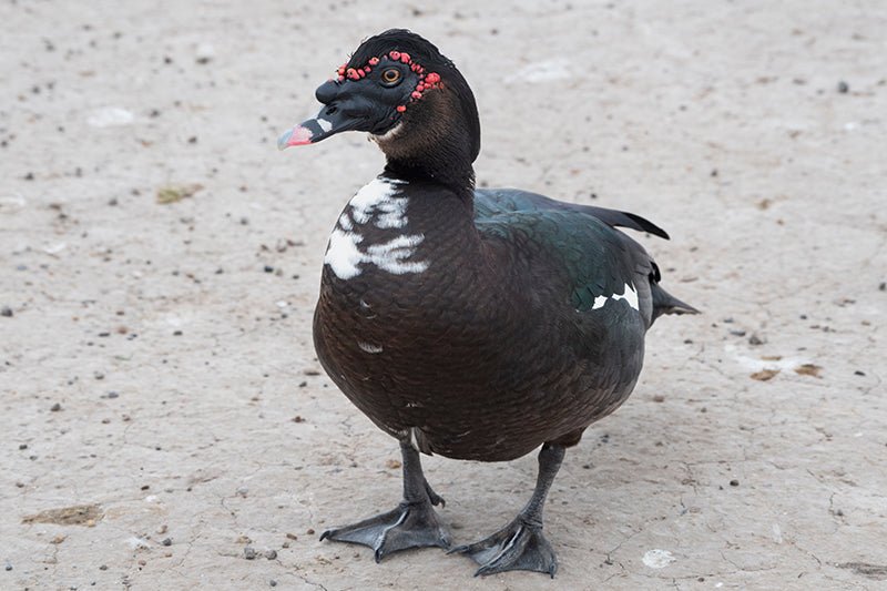 muscovy duck