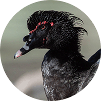 muscovy-duck-head