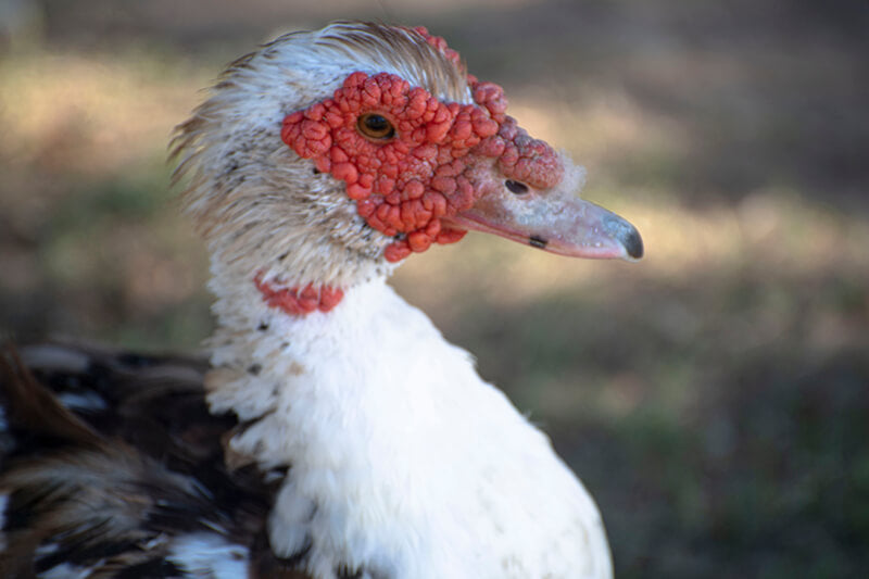 Cairina moschata, muscovy duck