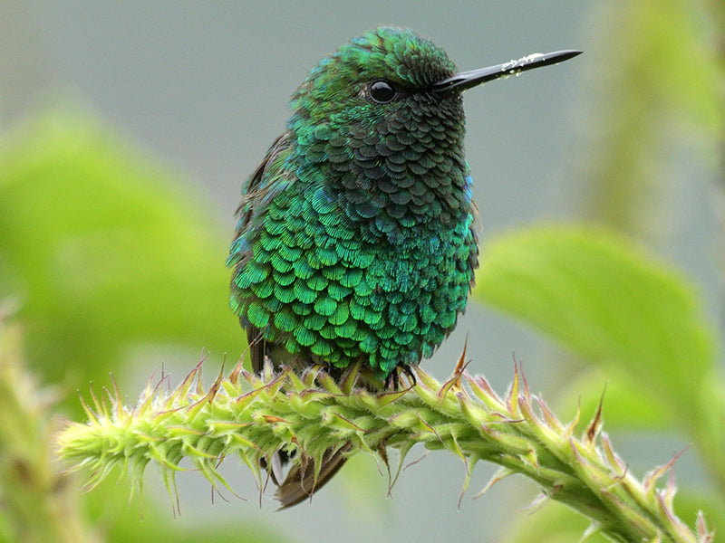 Narrow-tailed Emerald, Chlorostilbon stenurus, Esmeralda Colifina