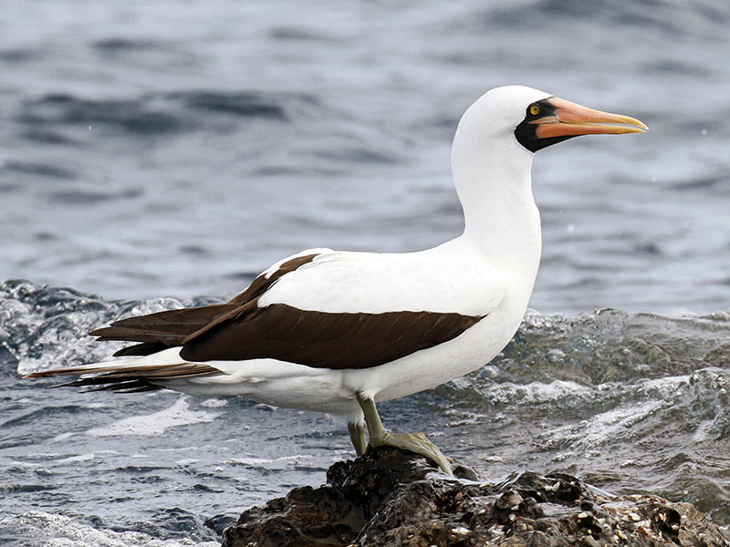 Nazca Booby, Sula granti, Piquero de Nazca